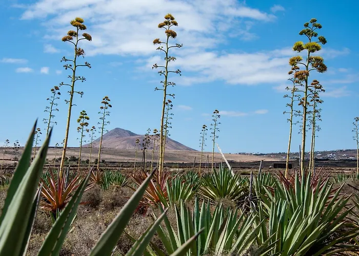 Casa Cactus