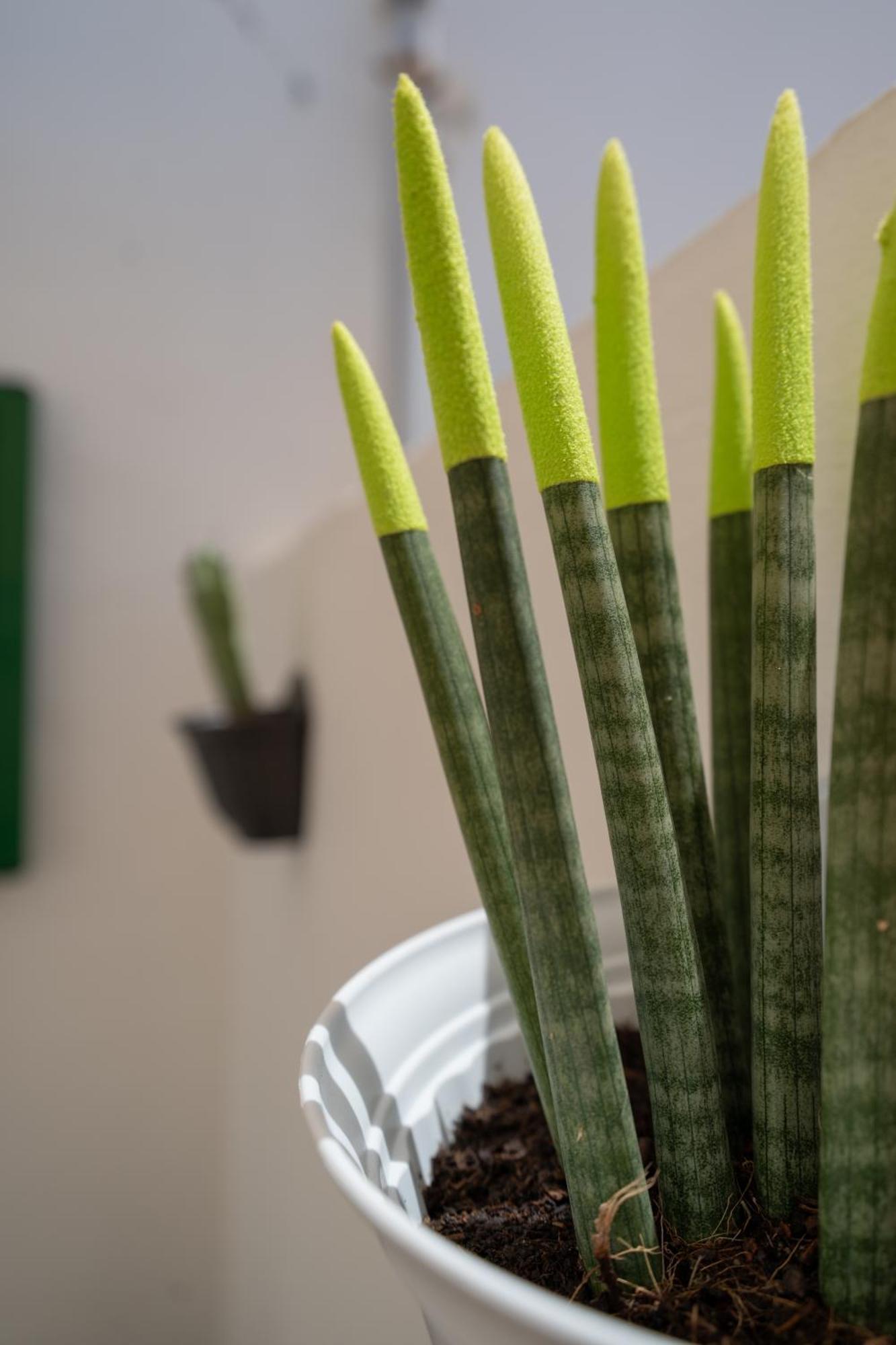 Casa Cactus