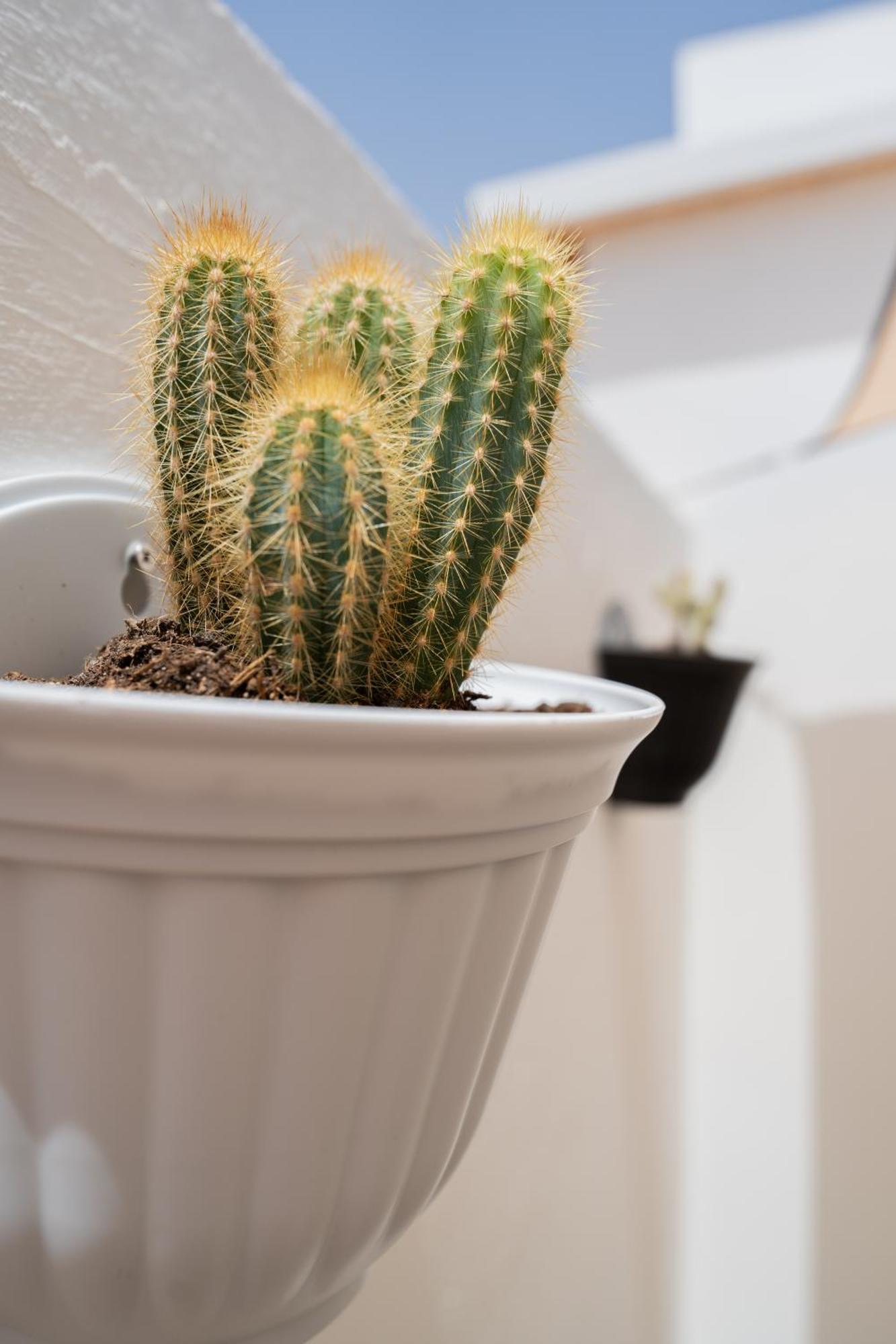 Casa Cactus Hébergement de vacances
