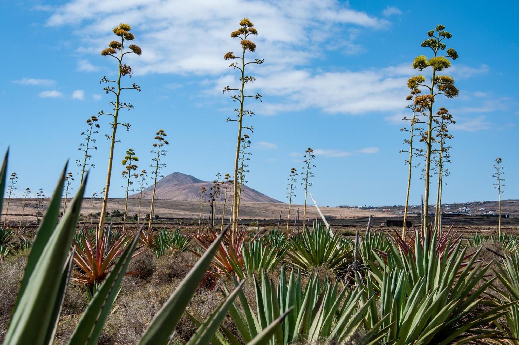 Hébergement de vacances Casa Cactus Villaverde (Fuerteventura)